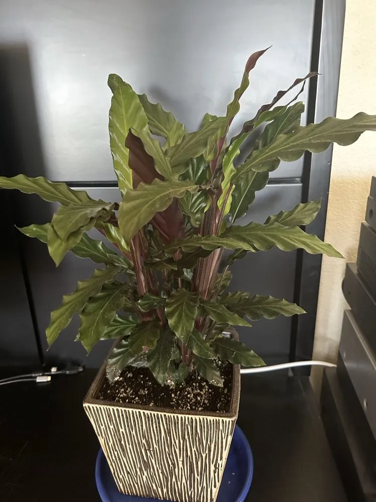 Local outdoor landscaping in Lake Arrowhead, CA - Four Seasons Garden Center