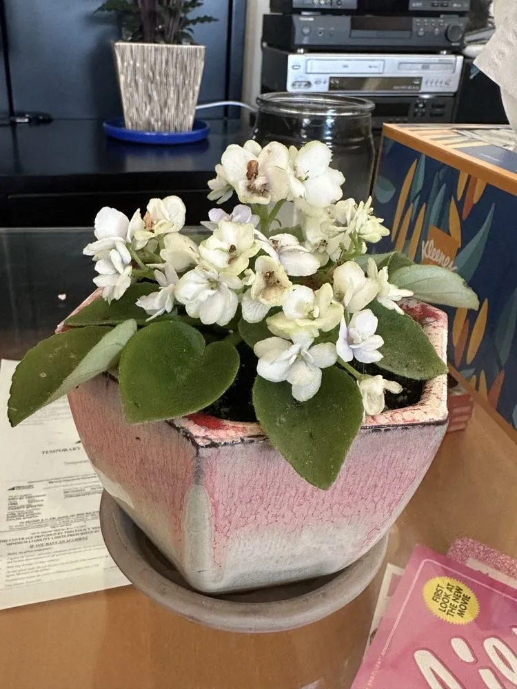 Reliable yard maintenance with custom design across Lake Arrowhead, CA - Four Seasons Garden Center