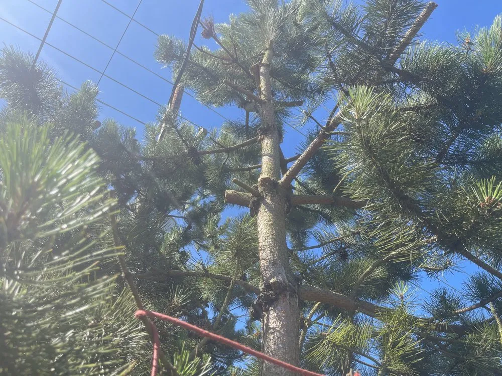 Local garden landscaping for beautiful yards across Mount Vernon, WA - Four Seasons Greenscape