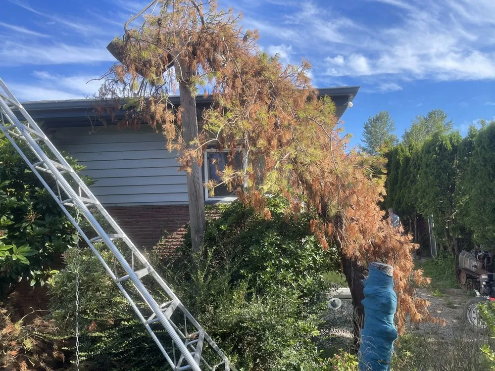 Professional landscaping services near you in Mount Vernon, WA by Four Seasons Greenscape