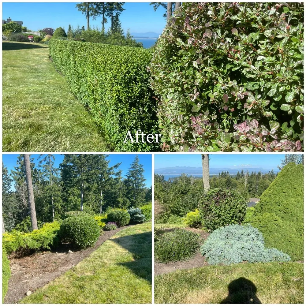 Trusted yard cleanup service for beautiful yards in Mount Vernon, WA by Four Seasons Greenscape