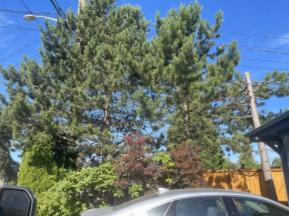 Custom landscape installation with custom design in Mount Vernon, WA by Four Seasons Greenscape