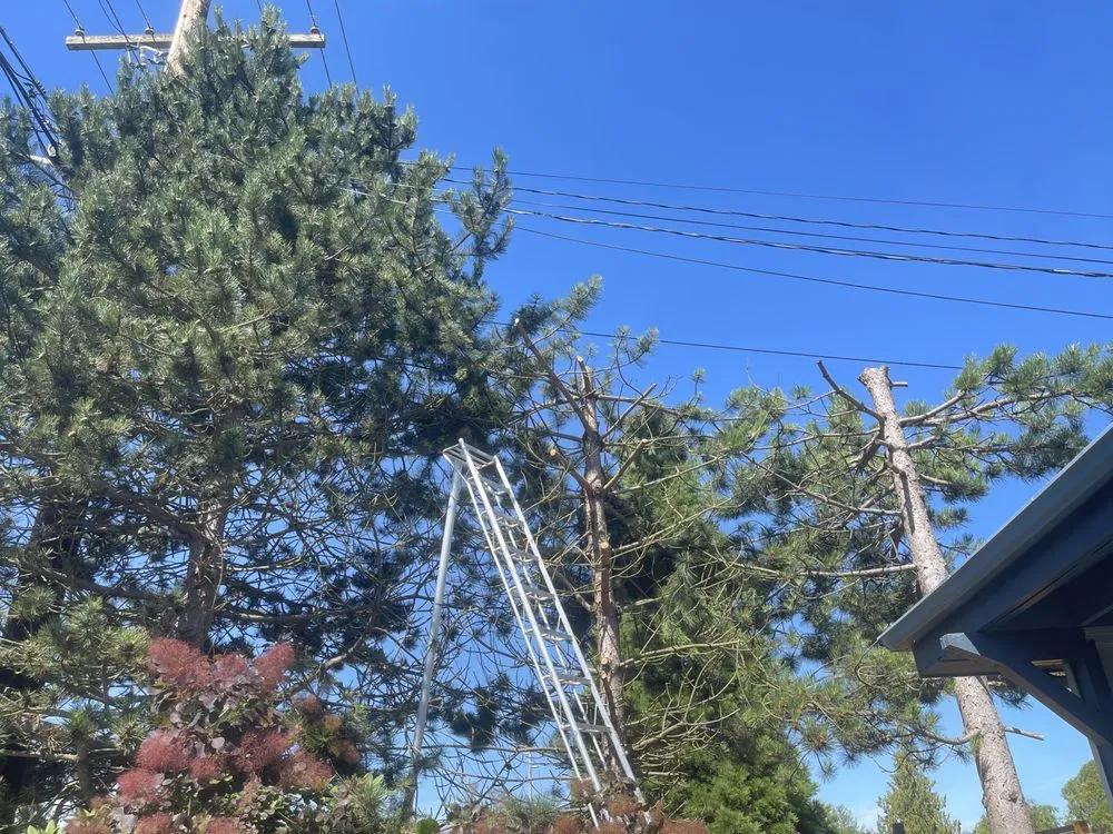 Professional landscaping services in Mount Vernon, WA - Four Seasons Greenscape