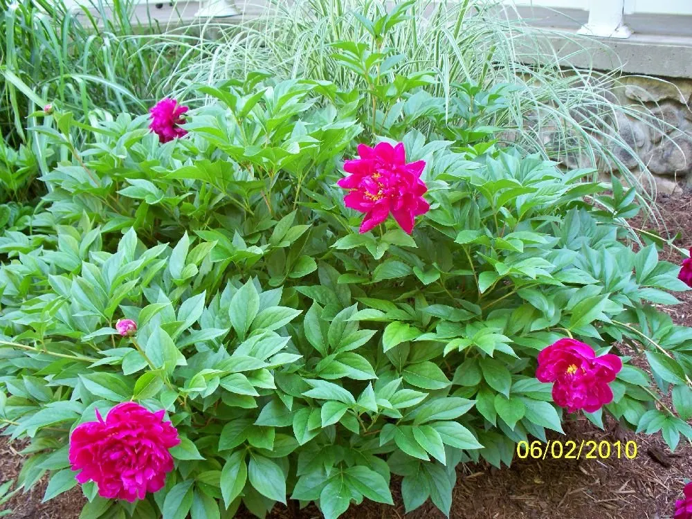 Reliable landscape installation for outdoor upgrades across Moscow, PA - Four Seasons Grounds Care