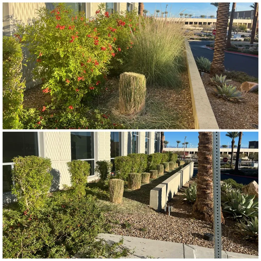 Top-rated landscape design for year-round maintenance across Las Vegas, NV - Four Seasons Landscape