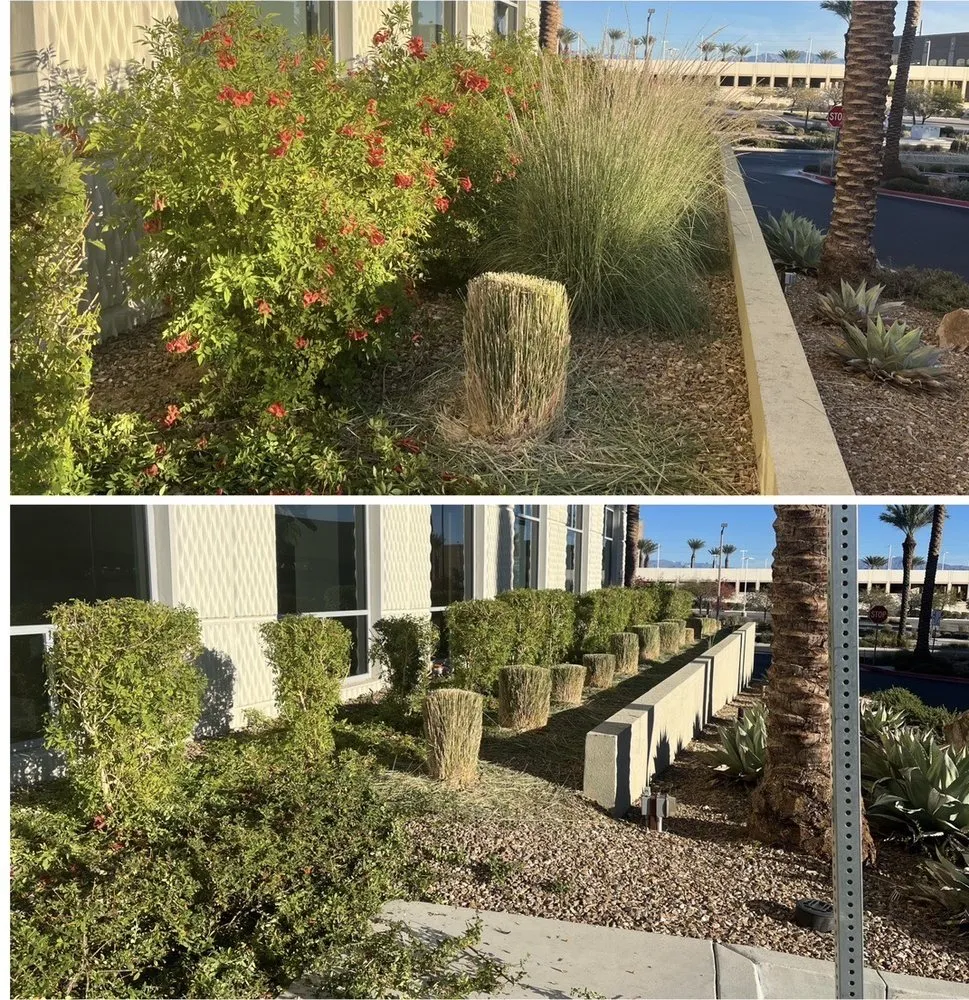 Top-rated lawn care service experts serving Las Vegas, NV - Four Seasons Landscape