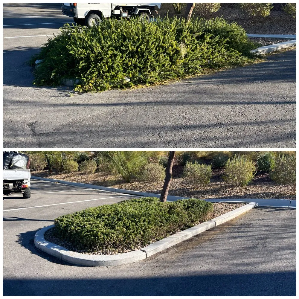 Local yard cleanup service in Las Vegas, NV by Four Seasons Landscape