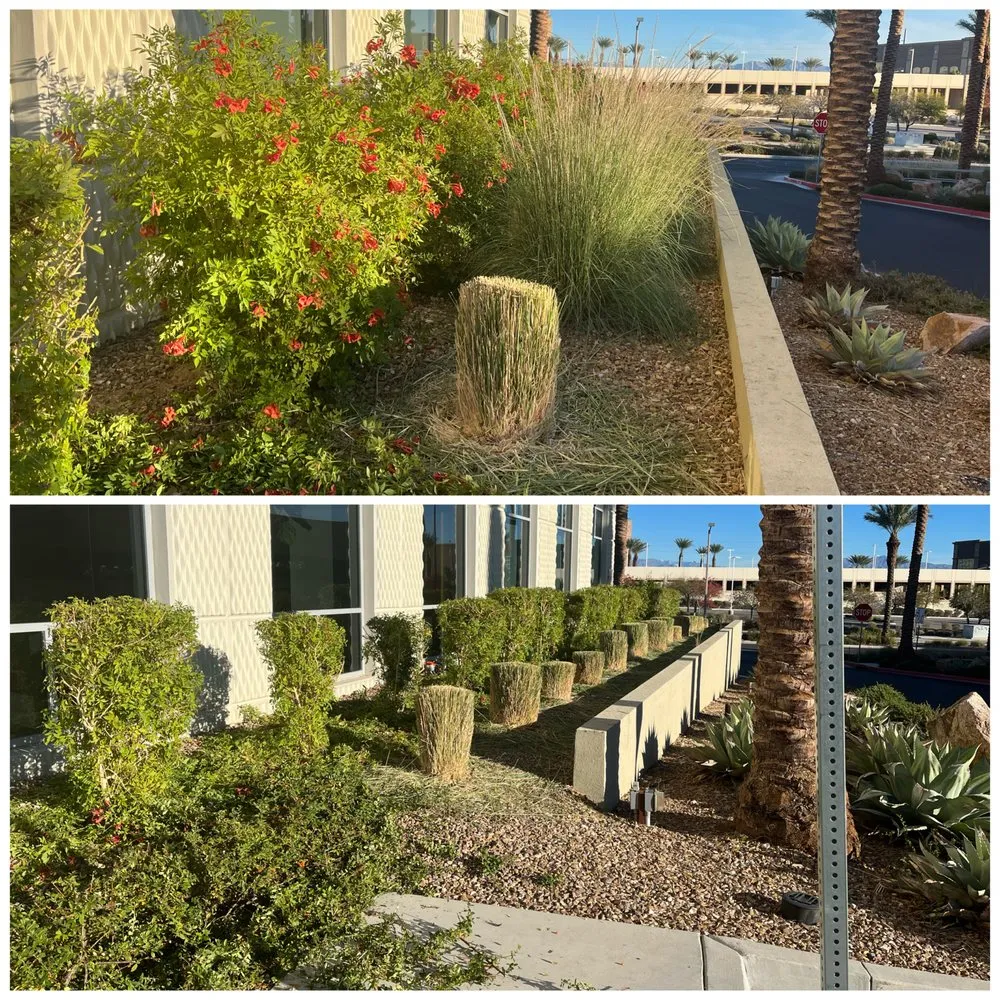 Reliable garden landscaping for year-round maintenance in Las Vegas, NV by Four Seasons Landscape