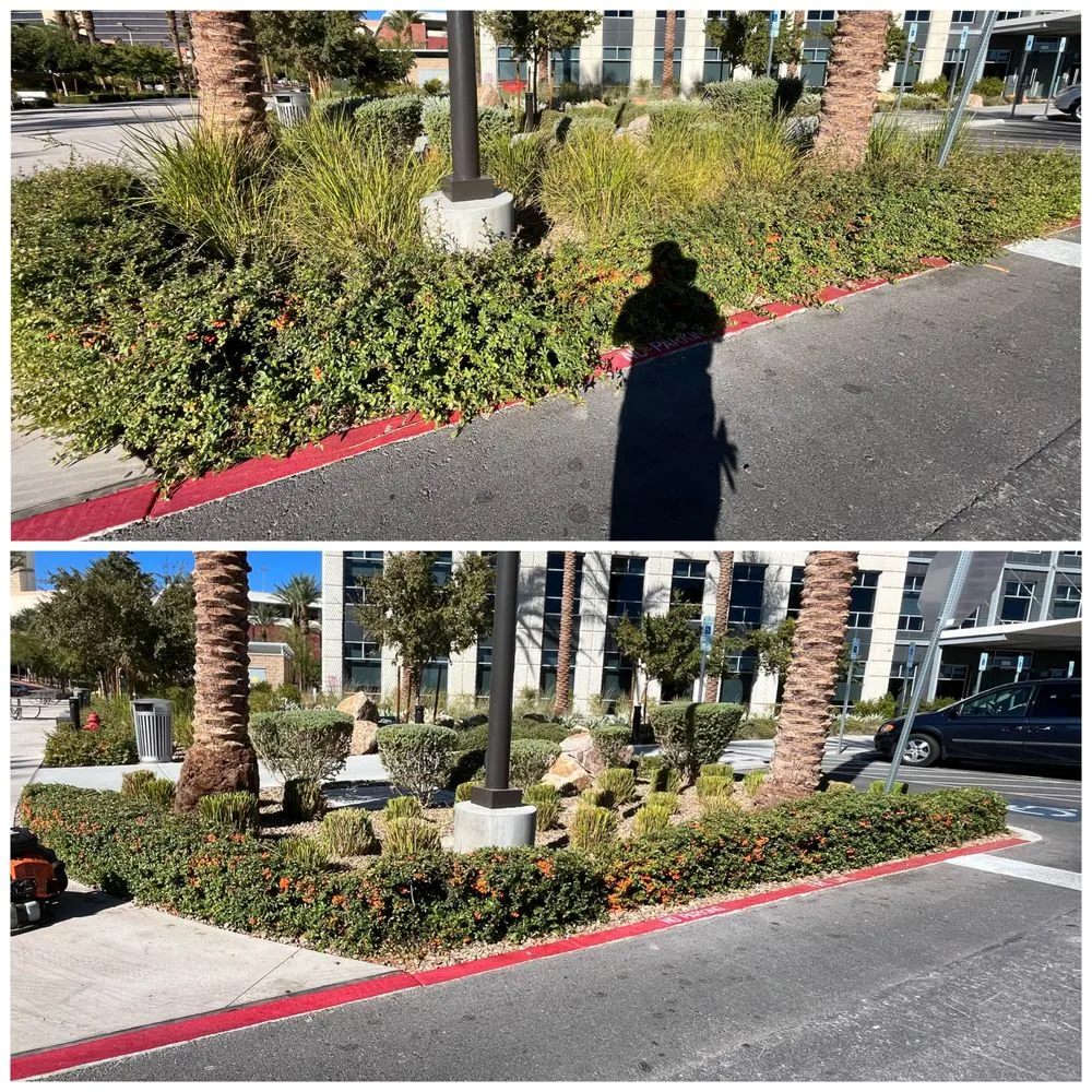 Reliable landscape installation in Las Vegas, NV - Four Seasons Landscape