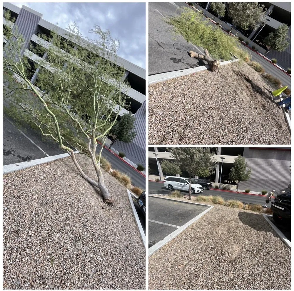 Top-rated yard cleanup service for beautiful yards across Las Vegas, NV - Four Seasons Landscape