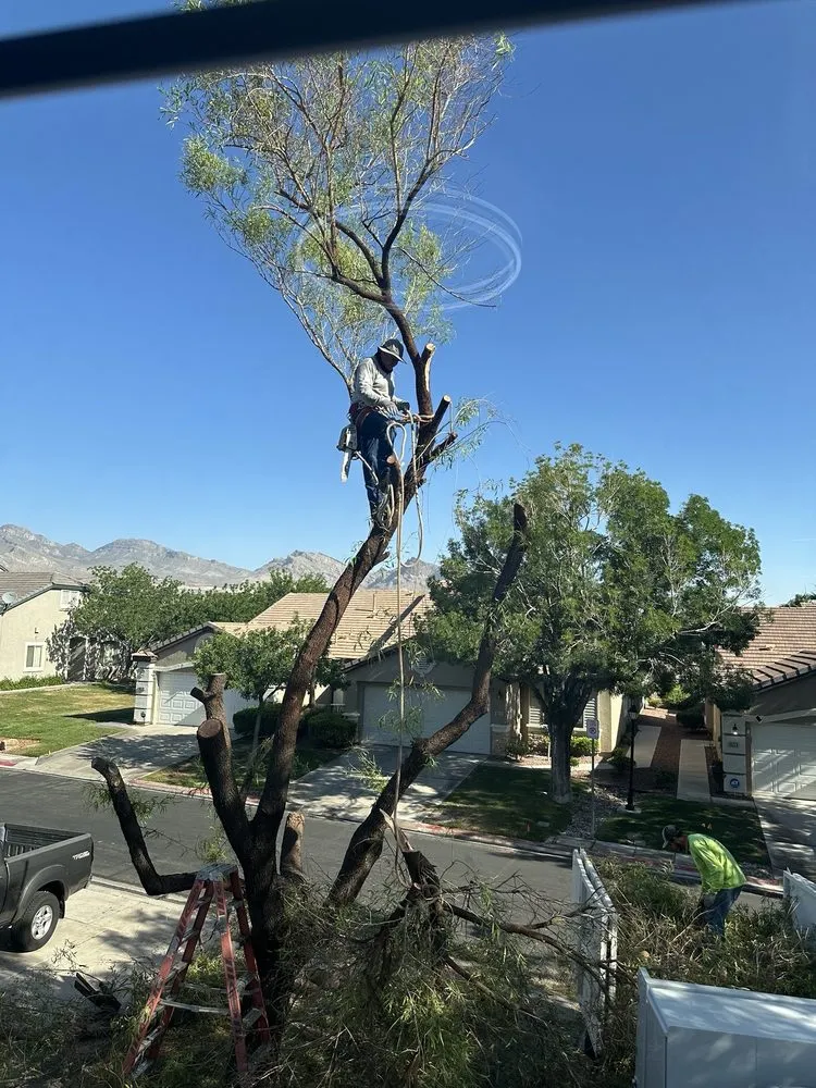Top-rated yard maintenance experts serving Las Vegas, NV - Four Seasons Landscaping & Tree Service