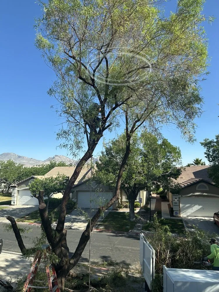 Affordable lawn care service experts serving Las Vegas, NV - Four Seasons Landscaping & Tree Service