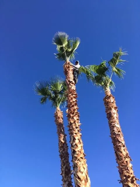 Custom garden landscaping for year-round maintenance across Las Vegas, NV - Four Seasons Landscaping Cons.