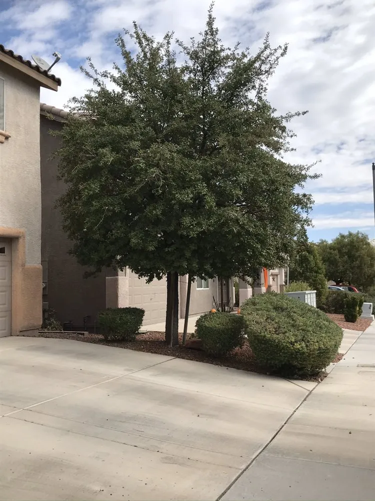 Trusted lawn care service experts serving Las Vegas, NV - Four Seasons Landscaping Cons.