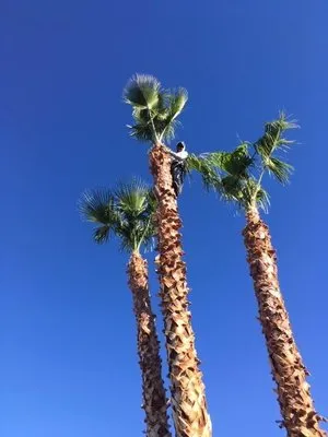 Four Seasons Landscaping Cons. Logo