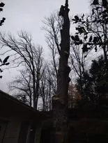 Top-rated yard cleanup service for residential properties in Madison, VA by Four Seasons Landscaping