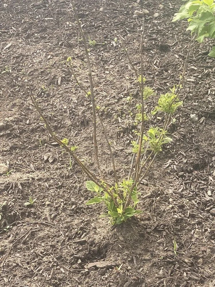 Expert yard maintenance in Valparaiso, IN - Four Seasons Landscaping Nursery