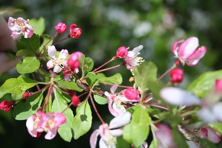 Professional yard maintenance for beautiful yards across Valparaiso, IN - Four Seasons Landscaping Nursery