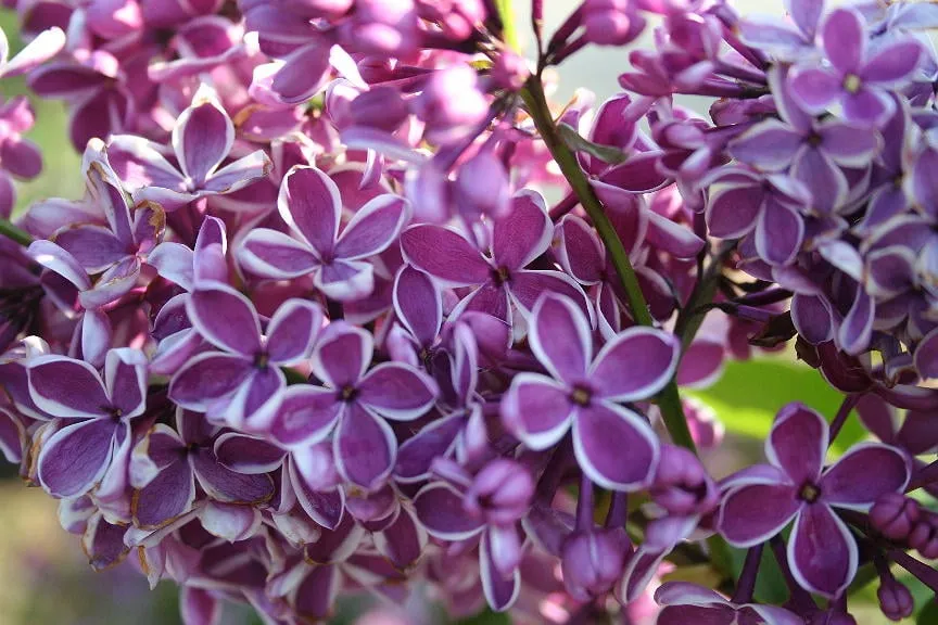 Local landscape design experts serving Valparaiso, IN - Four Seasons Landscaping Nursery