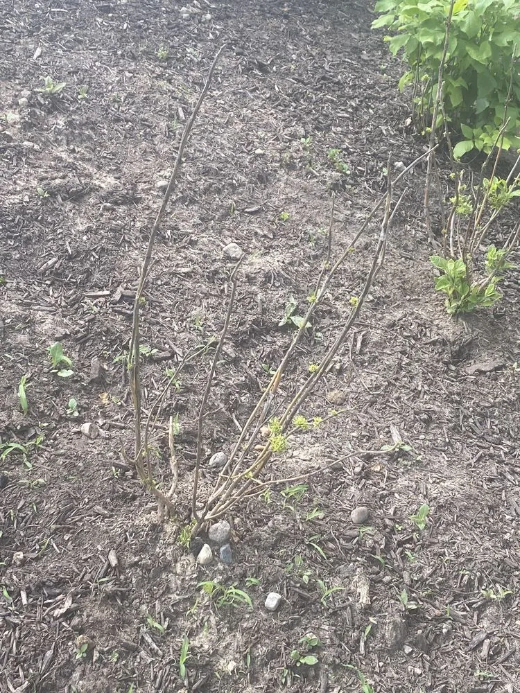 Trusted outdoor landscaping in Valparaiso, IN - Four Seasons Landscaping Nursery