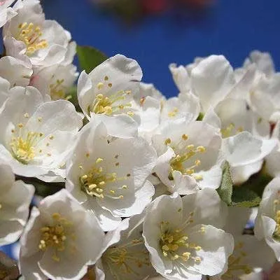 Professional lawn mowing service in Valparaiso, IN - Four Seasons Landscaping Nursery