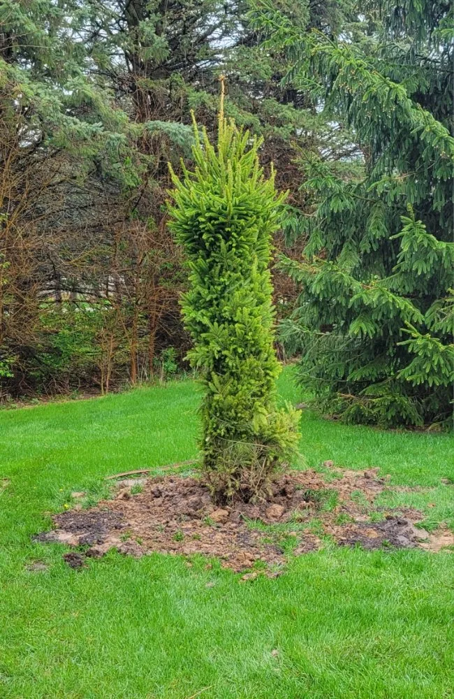 Professional lawn care service near you across Rockford, IL - Four Seasons Lawn Care