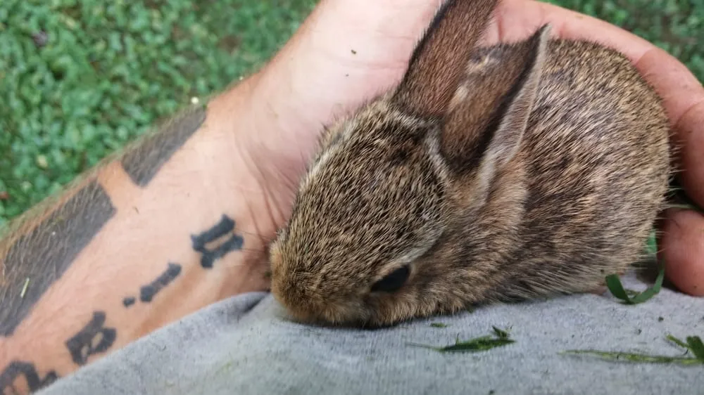 Reliable landscaping services experts serving Bel Air, MD - Four Seasons Nursery & Landscape Services