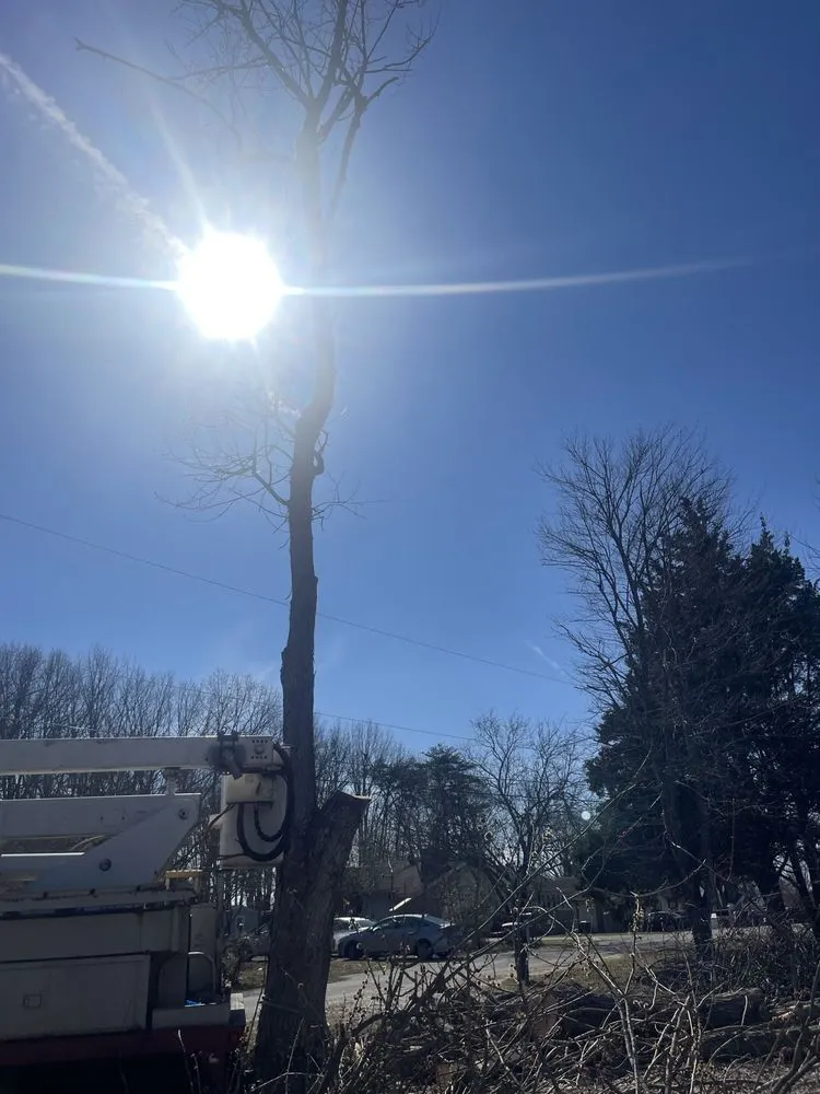 Expert outdoor landscaping in Appomattox, VA by Four Seasons Tree & Landscaping Services