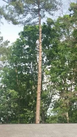 Custom yard maintenance in Columbia, SC - Four Seasons Tree Service