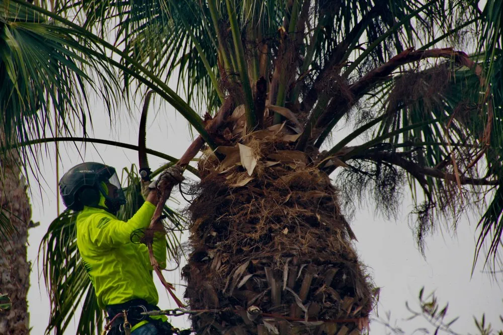 Top-rated outdoor landscaping in Oxnard, CA by Fourest Tree Service