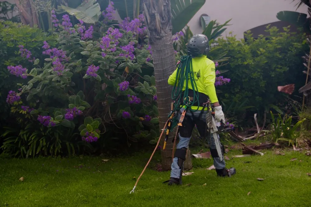 Professional yard maintenance in Oxnard, CA - Fourest Tree Service