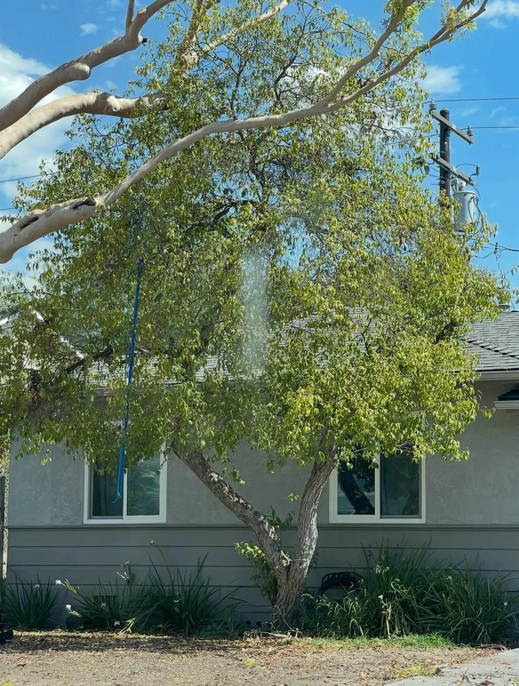 Professional yard cleanup service experts serving Oxnard, CA - Fourest Tree Service