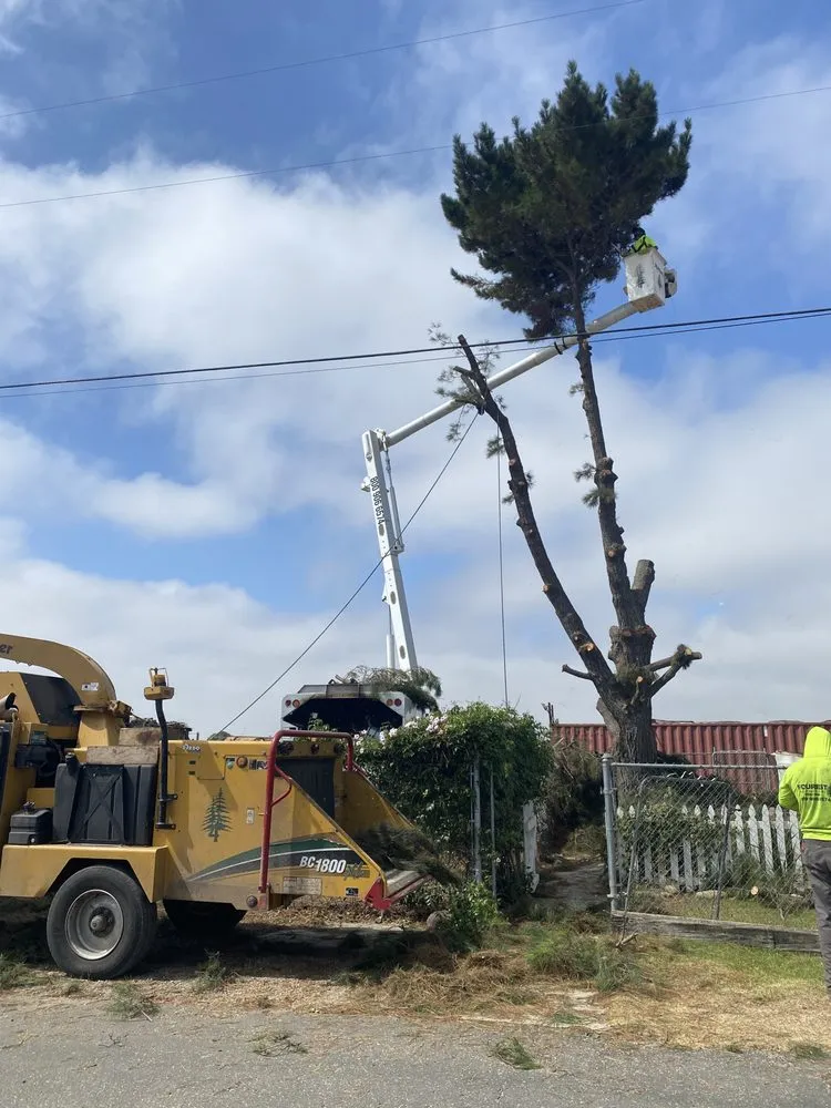 Reliable landscape installation experts serving Oxnard, CA - Fourest Tree Service