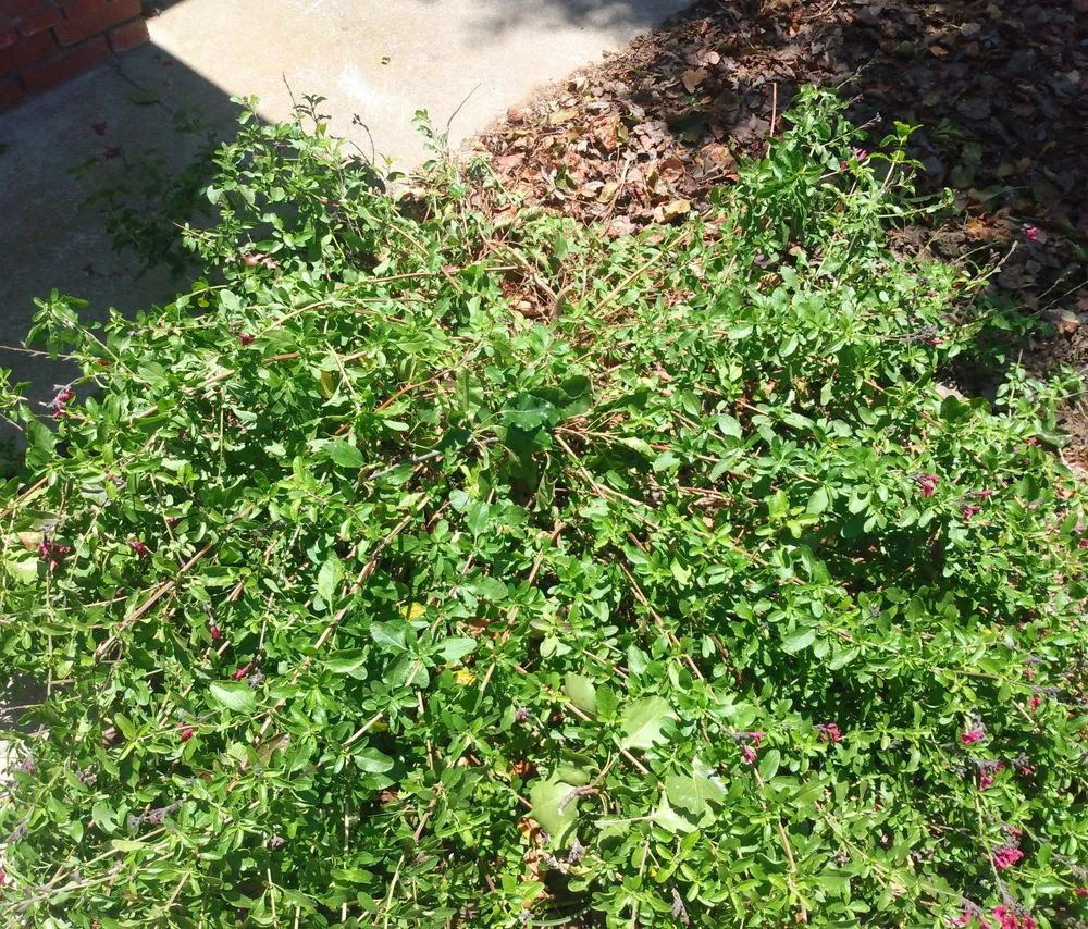 Affordable lawn mowing service near you across Oxnard, CA - Fourest Tree Service