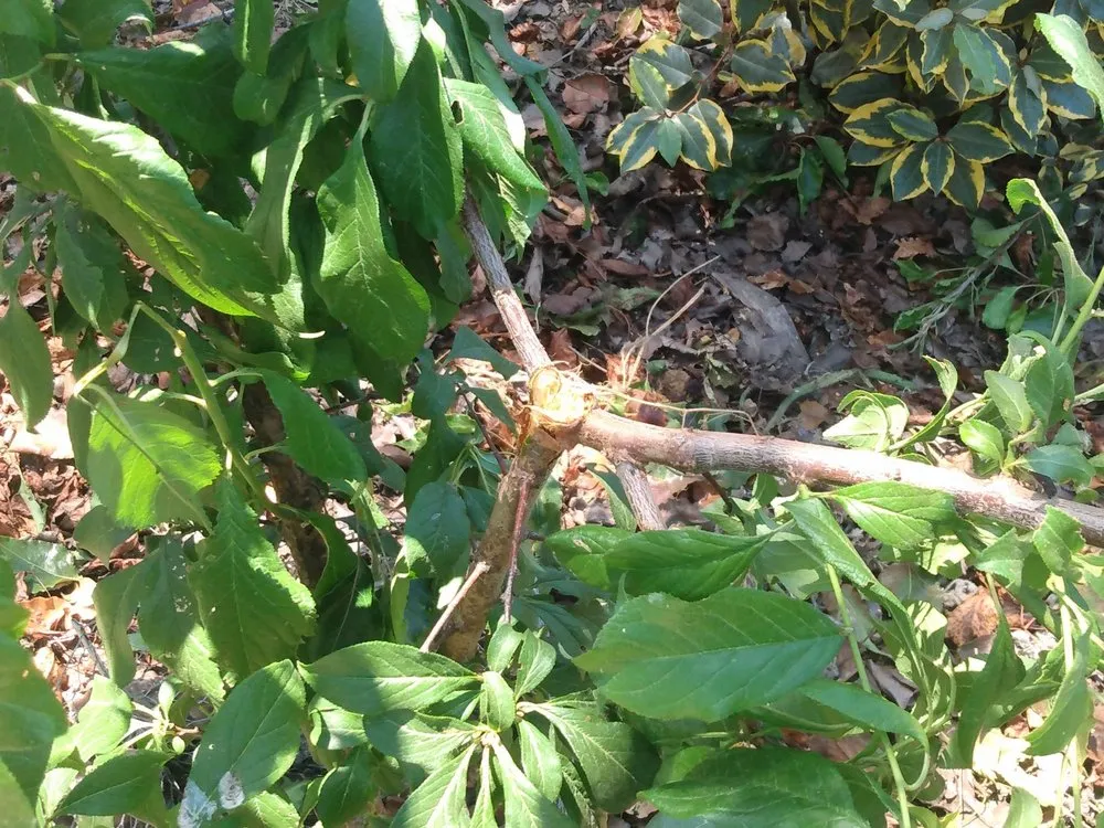 Reliable lawn mowing service in Oxnard, CA by Fourest Tree Service