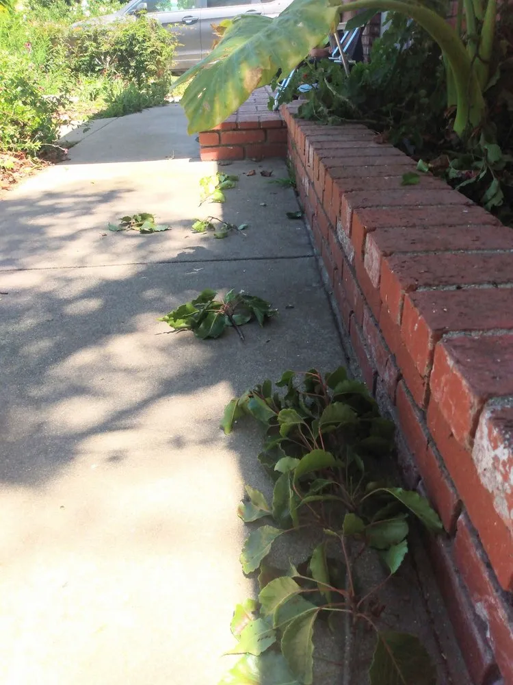 Trusted landscape installation for residential properties across Oxnard, CA - Fourest Tree Service