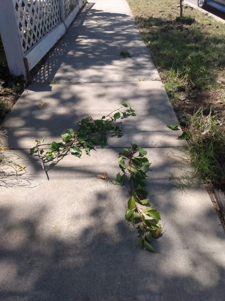 Custom garden landscaping for beautiful yards across Oxnard, CA - Fourest Tree Service