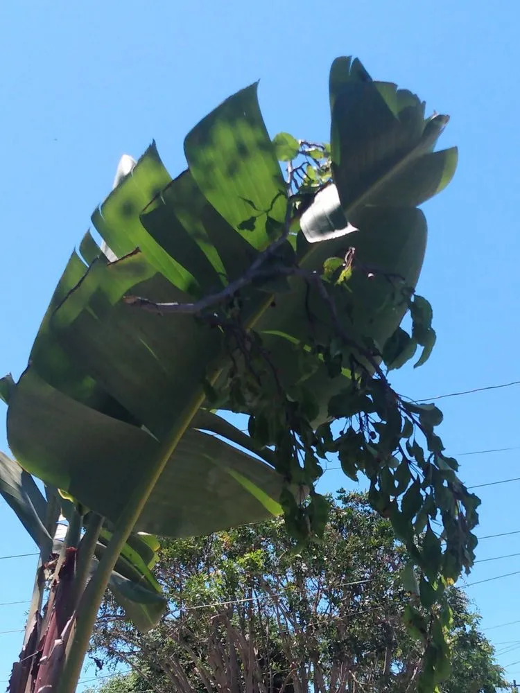 Custom lawn care service with custom design across Oxnard, CA - Fourest Tree Service