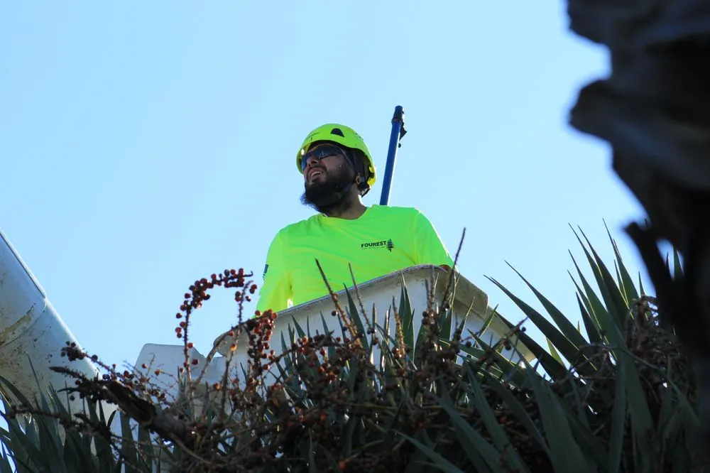 Affordable landscape design in Oxnard, CA - Fourest Tree Service
