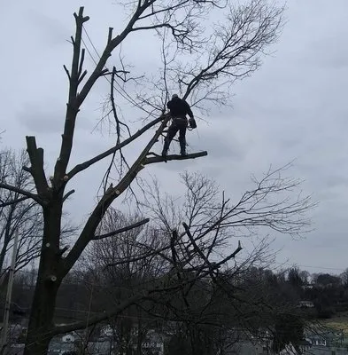 Fowlers Tree And Landscaping