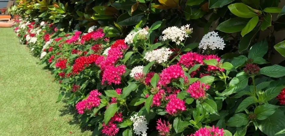 Local lawn mowing service in Fort Worth, TX by Fowlkes Norman & Associates