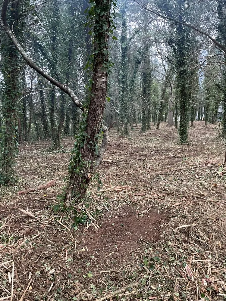 Custom residential landscaping in York, SC - Fox Brush Control