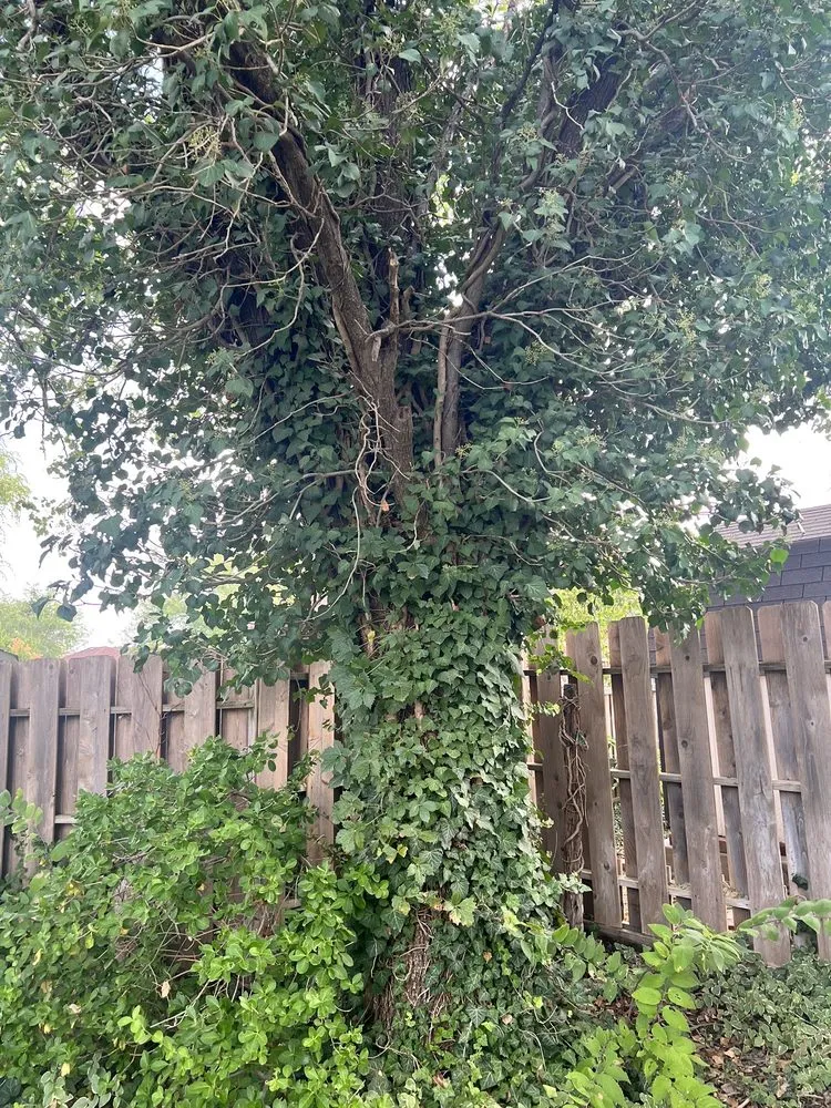 Professional garden landscaping near you across Salina, KS - Fox Lawn & Landscape