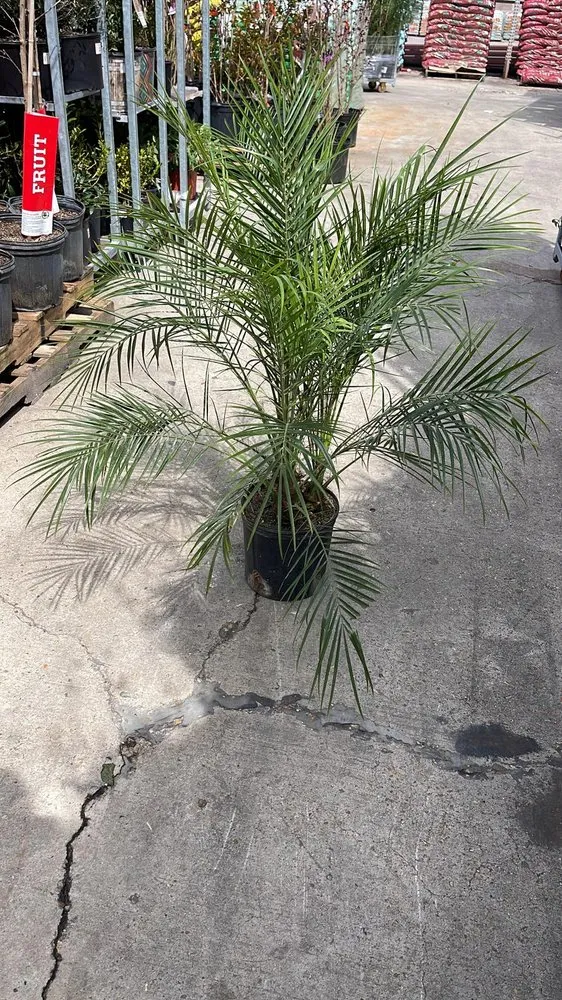 Expert residential landscaping for beautiful yards across Marrero, LA - Fox Lawn Care