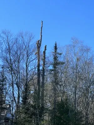 Fox Tree and Landscape Services