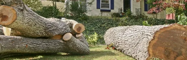 Trusted lawn care service in Neenah, WI by Fox Valley Tree Care & Landscaping