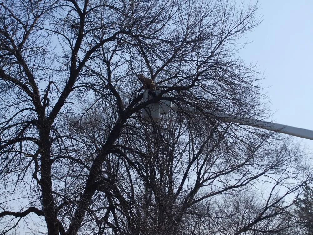 Expert yard cleanup service in Geneva, IL by Fox Valley Tree Service