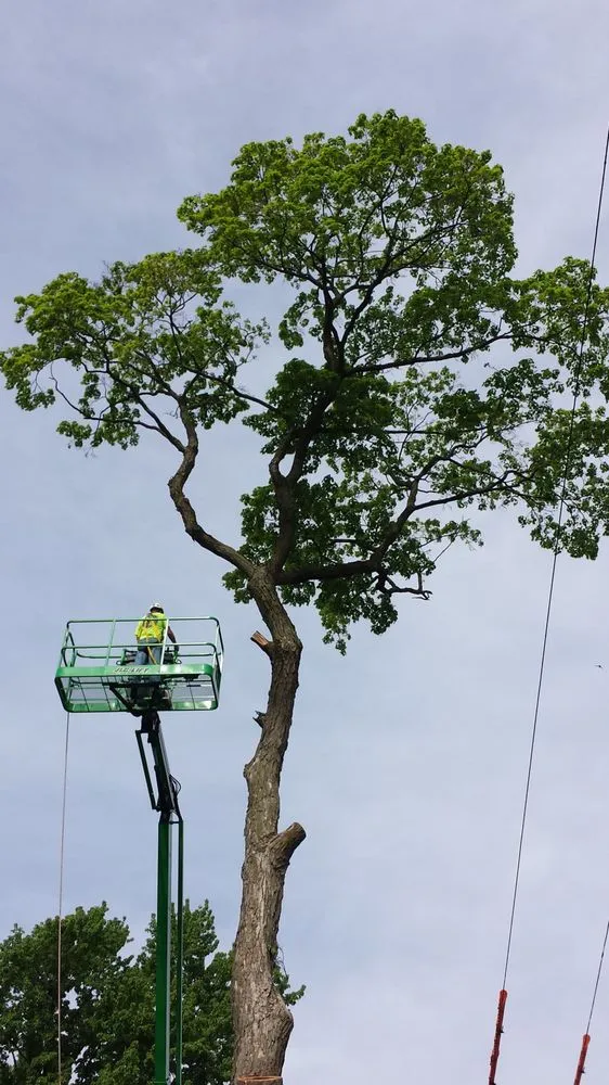 Local residential landscaping in Geneva, IL by Fox Valley Tree Service