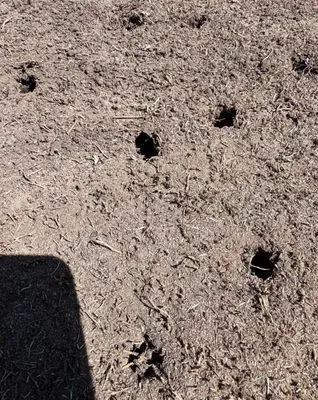 Foxcroft Lawn Care Logo