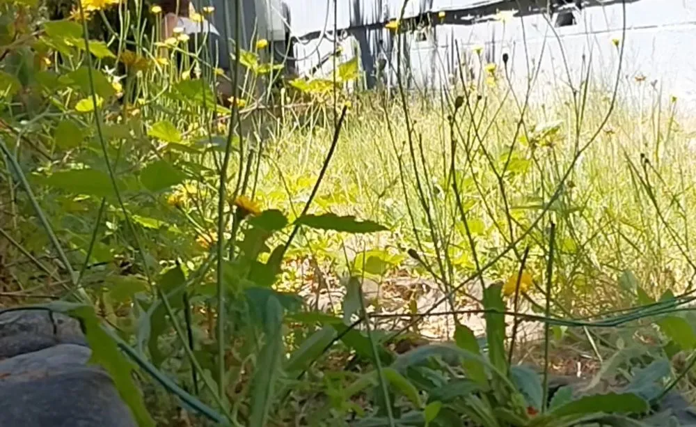 Trusted yard cleanup service experts serving Brookings, OR - Foxden Landscaping